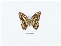 藏品(花鳳蝶)的圖片